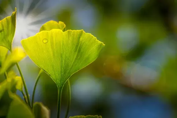 Gingko SOFRECO