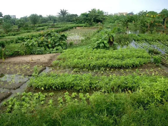 benin-maraichage-periurbain-cotonou-2012.jpg