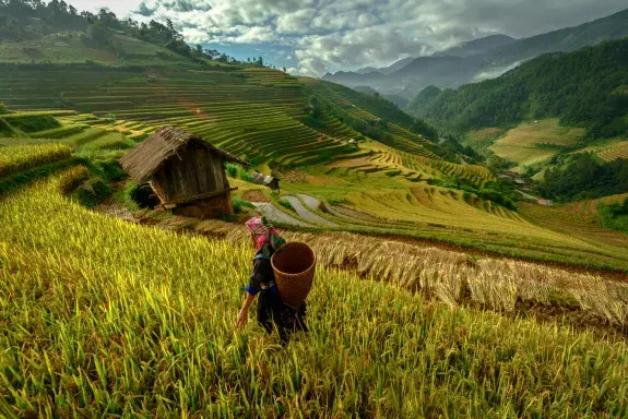 Agriculture 