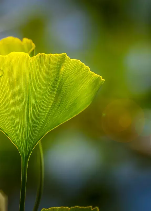 Gingko SOFRECO