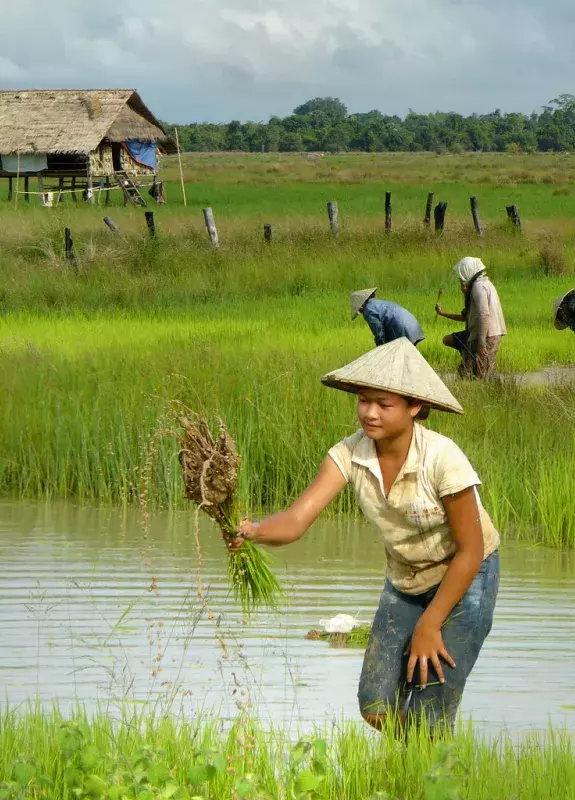 rice-planting-savannakhet