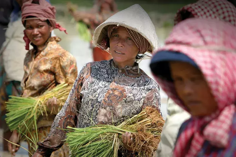 rice-seedling-sekong.jpg